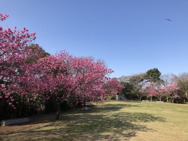 本牧山頂公園